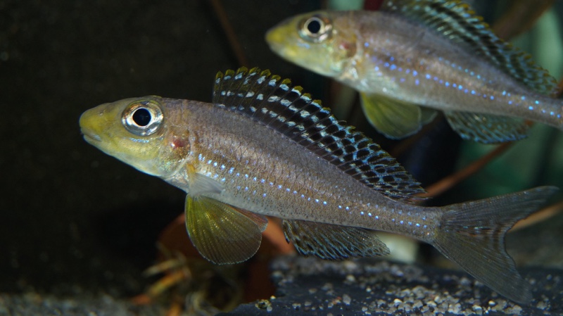 Xenotilapia sp. 'papilio sunflower' Isanga Bay